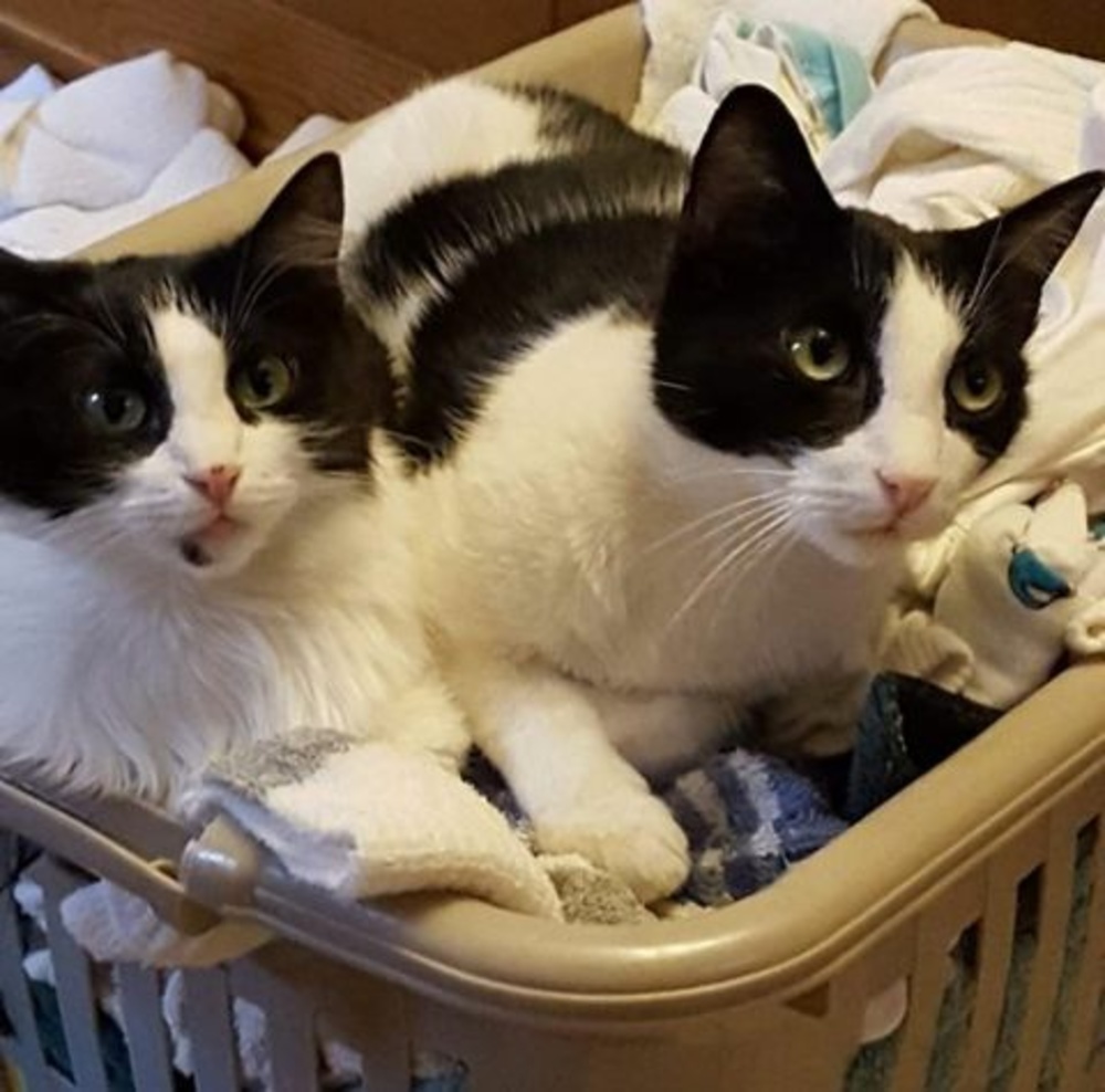 Meet your Posher, Cathy